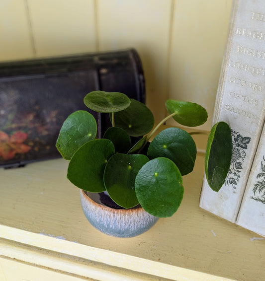 Pilea peperomiodes in 6 cm pot