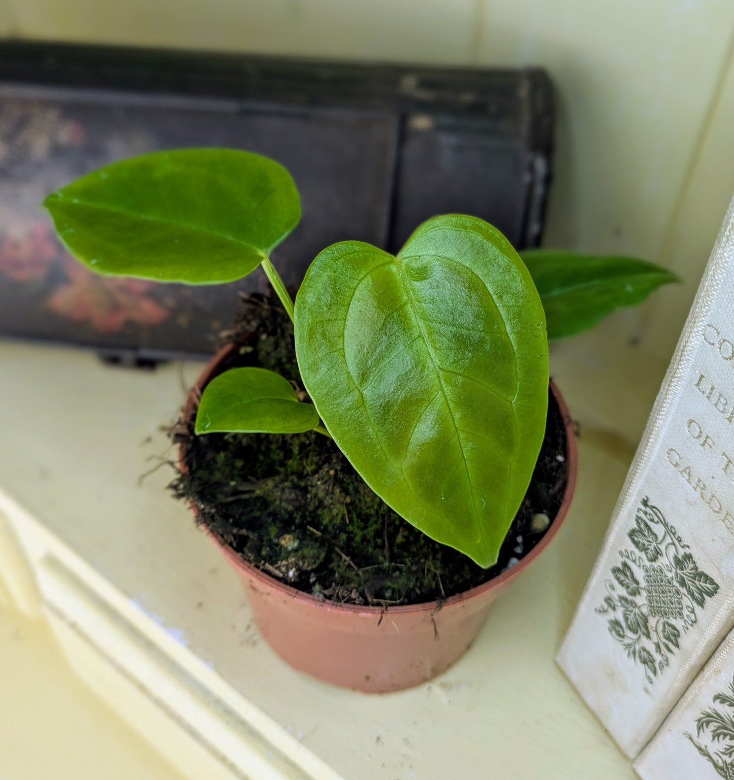 Anthurium Veitchii in 10 cm pot