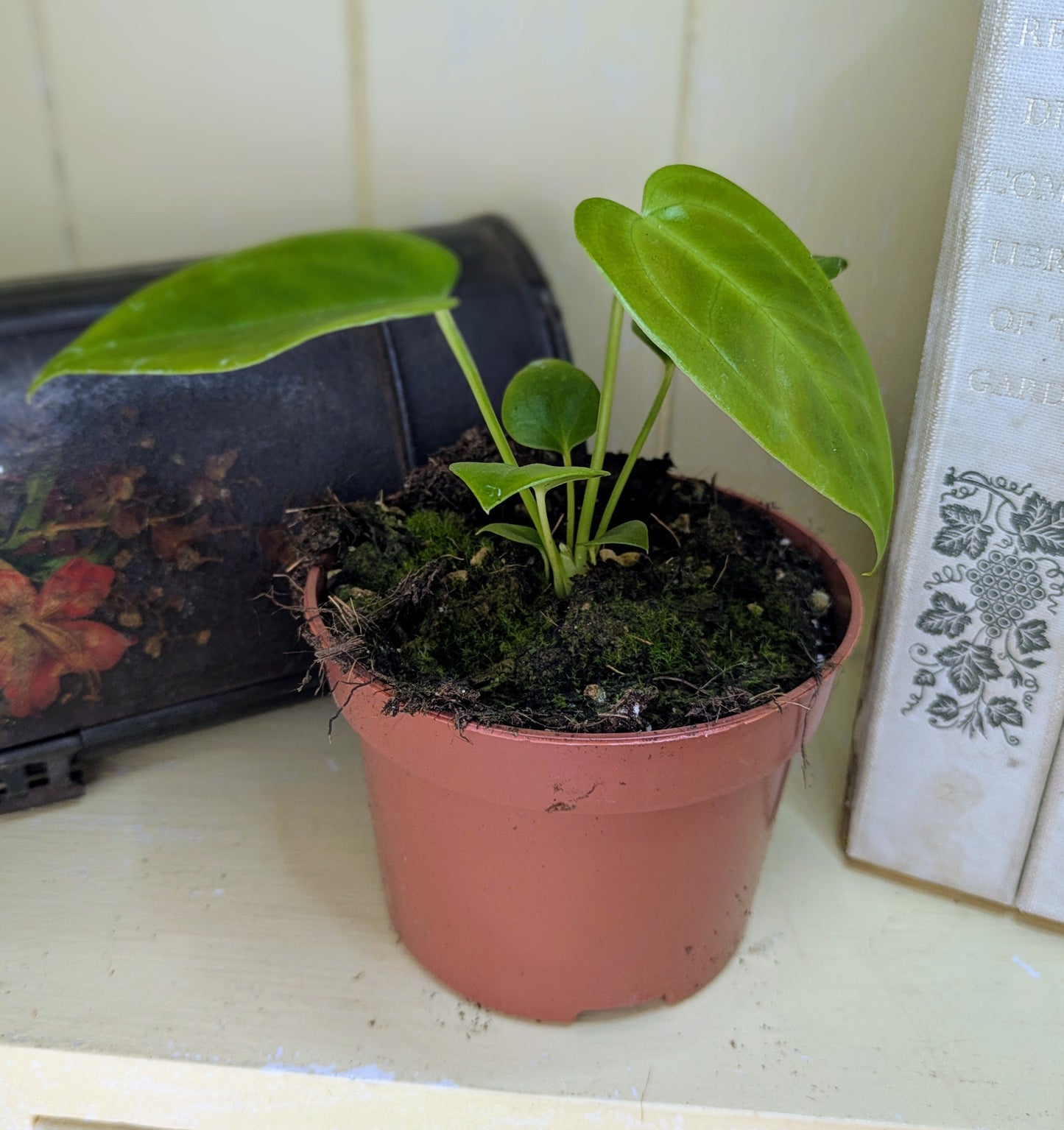 Anthurium Veitchii in 10 cm pot