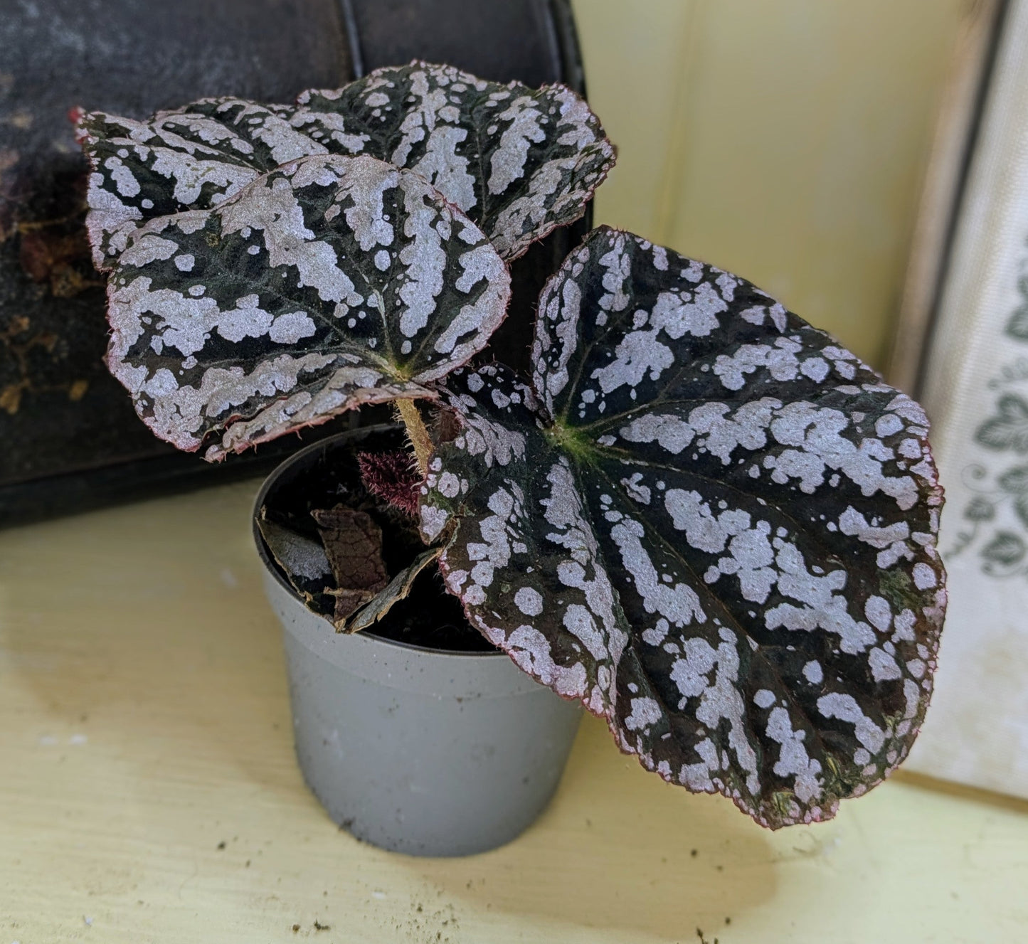 Begonia Rex  'Chayo' in 6 cm pot
