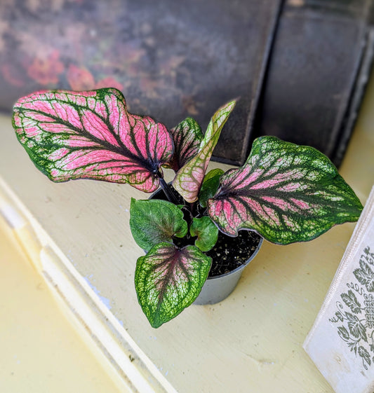 A potted Caladium Lucia plant with arrow-shaped leaves that have deep green veining and pink, green, and white mottled markings.