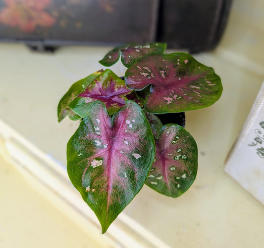 Caladium casey in 6 cm pot