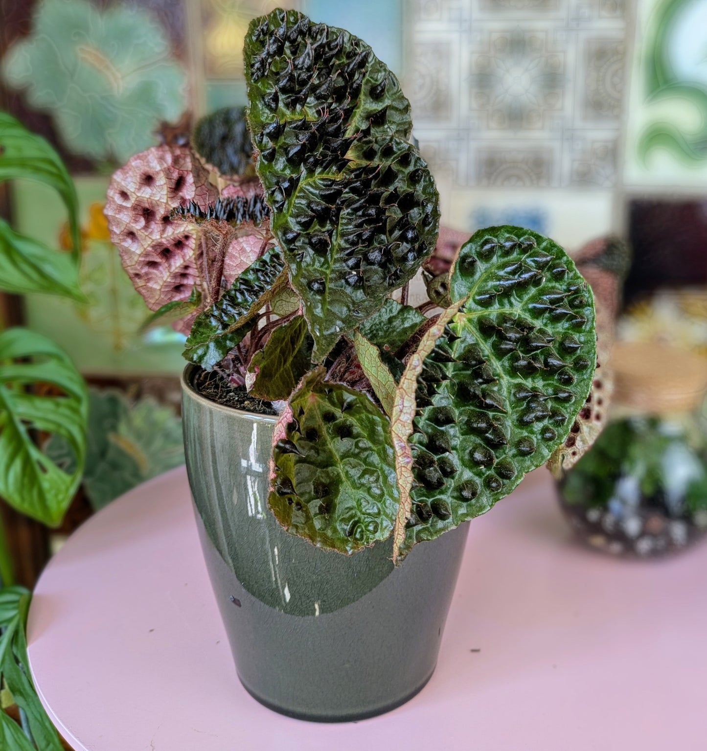 strange looking green leaves with multiple pertuding spikes.  the leaves have a red underside