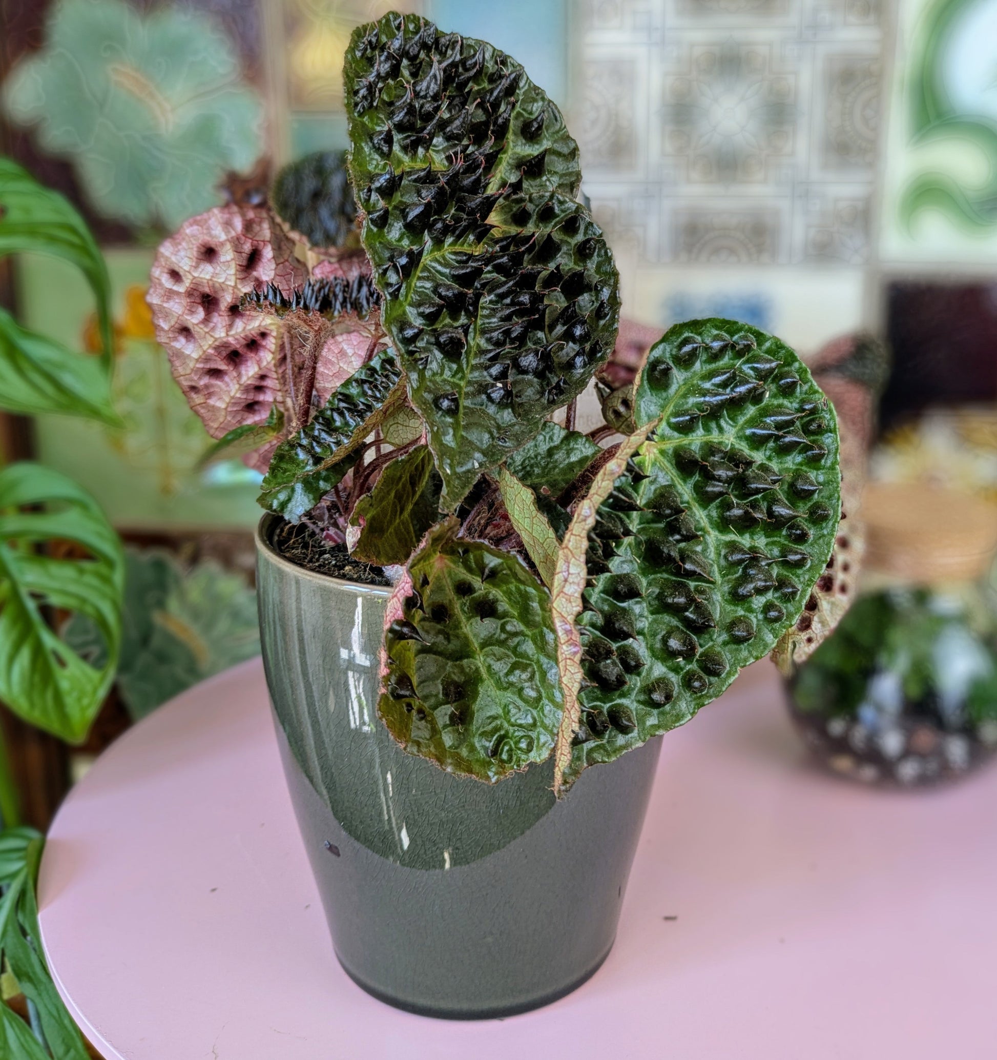 strange looking green leaves with multiple pertuding spikes.  the leaves have a red underside