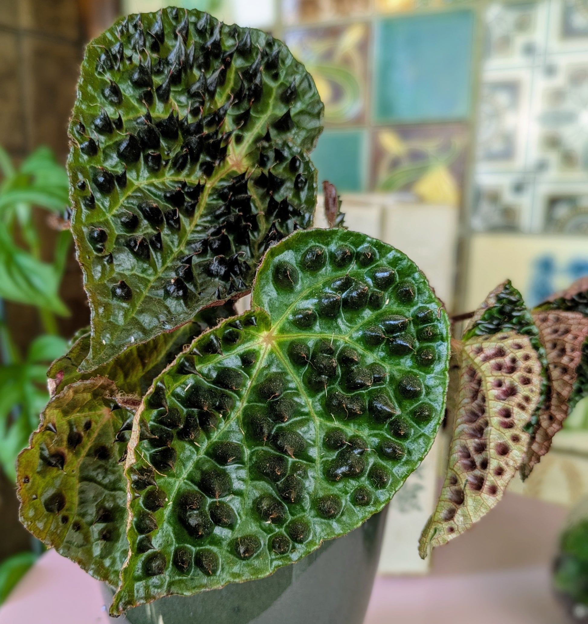 deeply dimpled leaves looking almost jurassic like