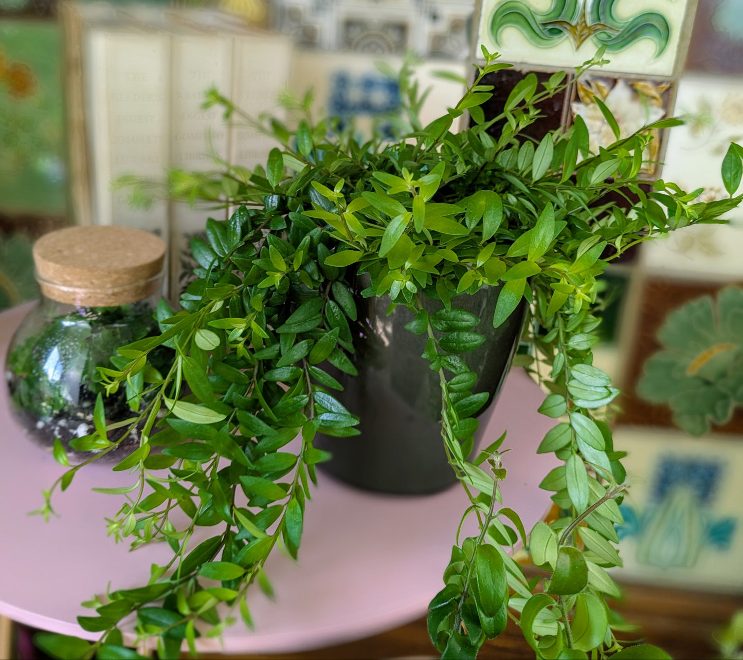 Aeschynanthus radicans 'Japhrolepis'  Lipstick Plant  in 12 cm pot