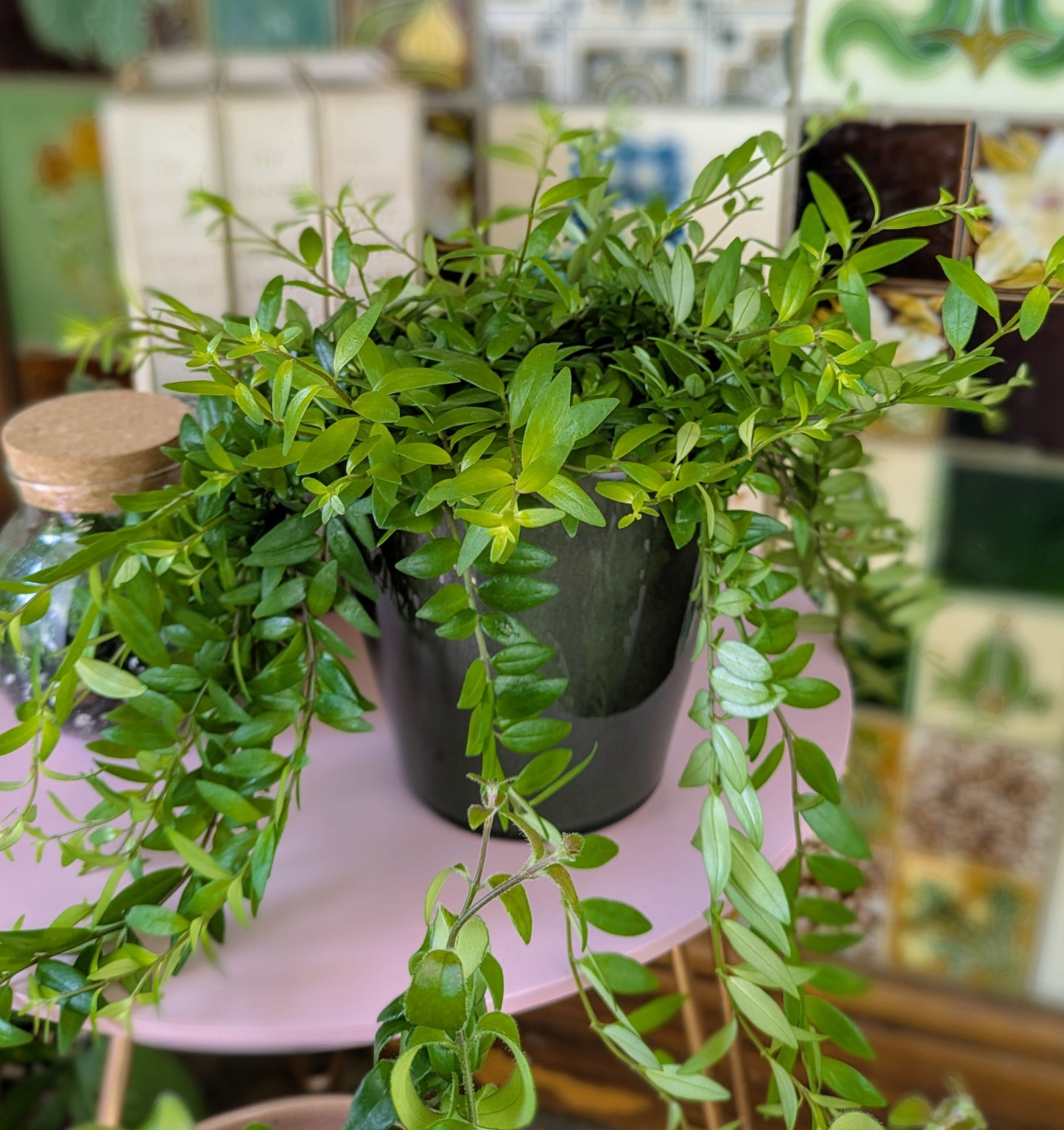Aeschynanthus radicans 'Japhrolepis'  Lipstick Plant  in 12 cm pot
