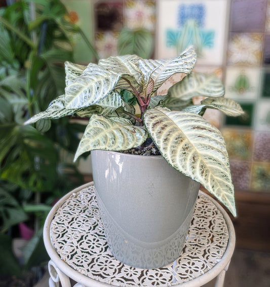 Aphelandra squarrossa 'White Wash' in 12 cm pot