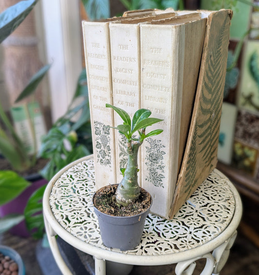 small plant with a tree like stem and small ovate leaves standing on a white plant stand with a set of gardening books as a background