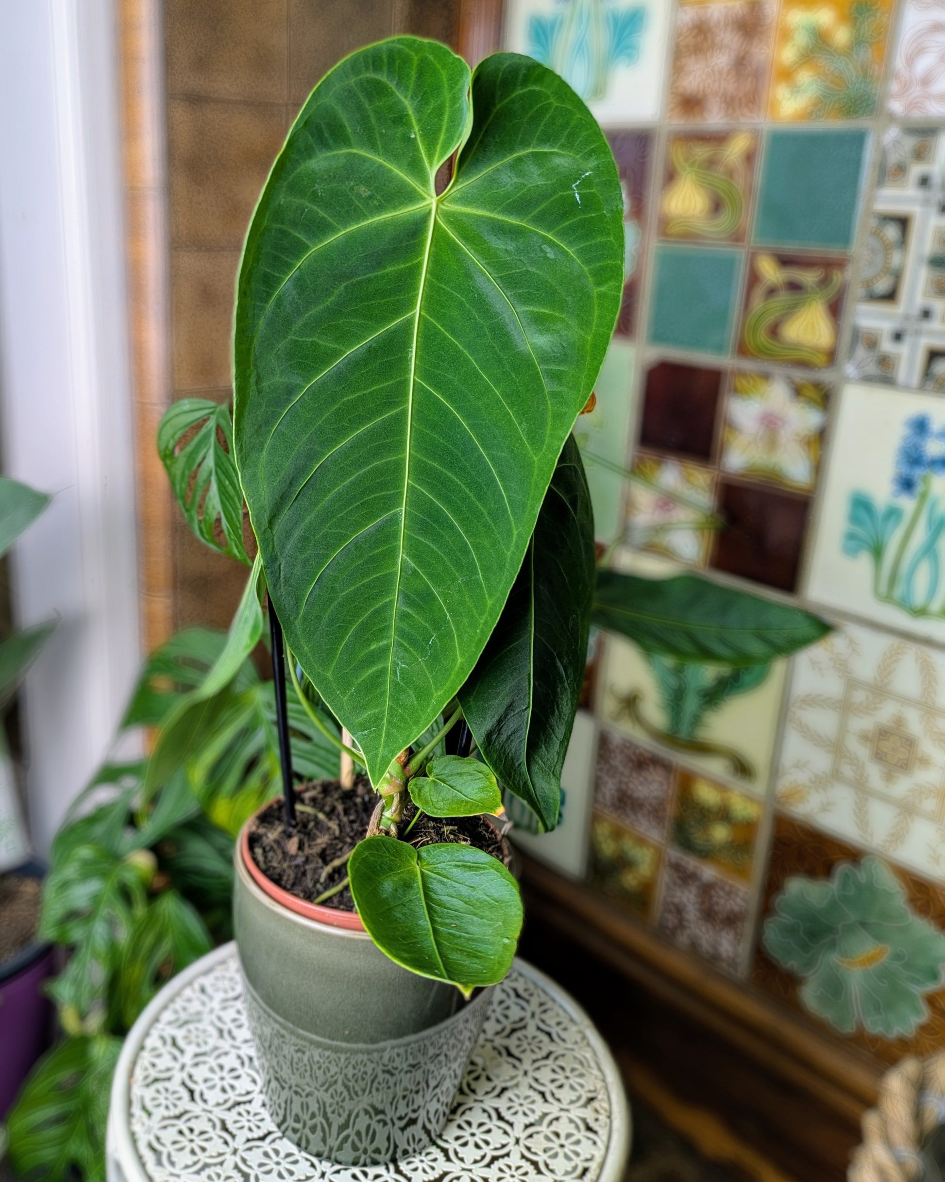 long green velvety leaf in a green ceramic pot with ornamental tiled background