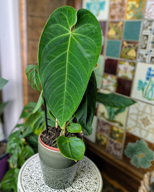 long green velvety leaf in a green ceramic pot with ornamental tiled background