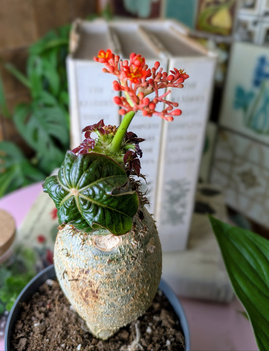 Jatropha Podagrica 'Oranje' in 13 cm pot