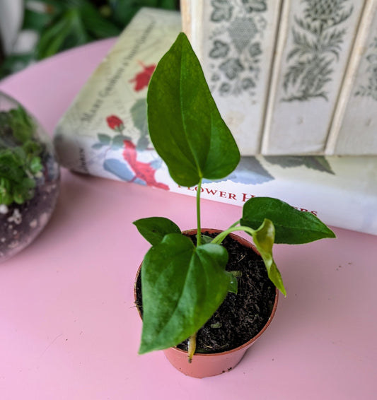 small baby plant sitting on a pink table with a collection of books in the background and small glass terrrarium to the side