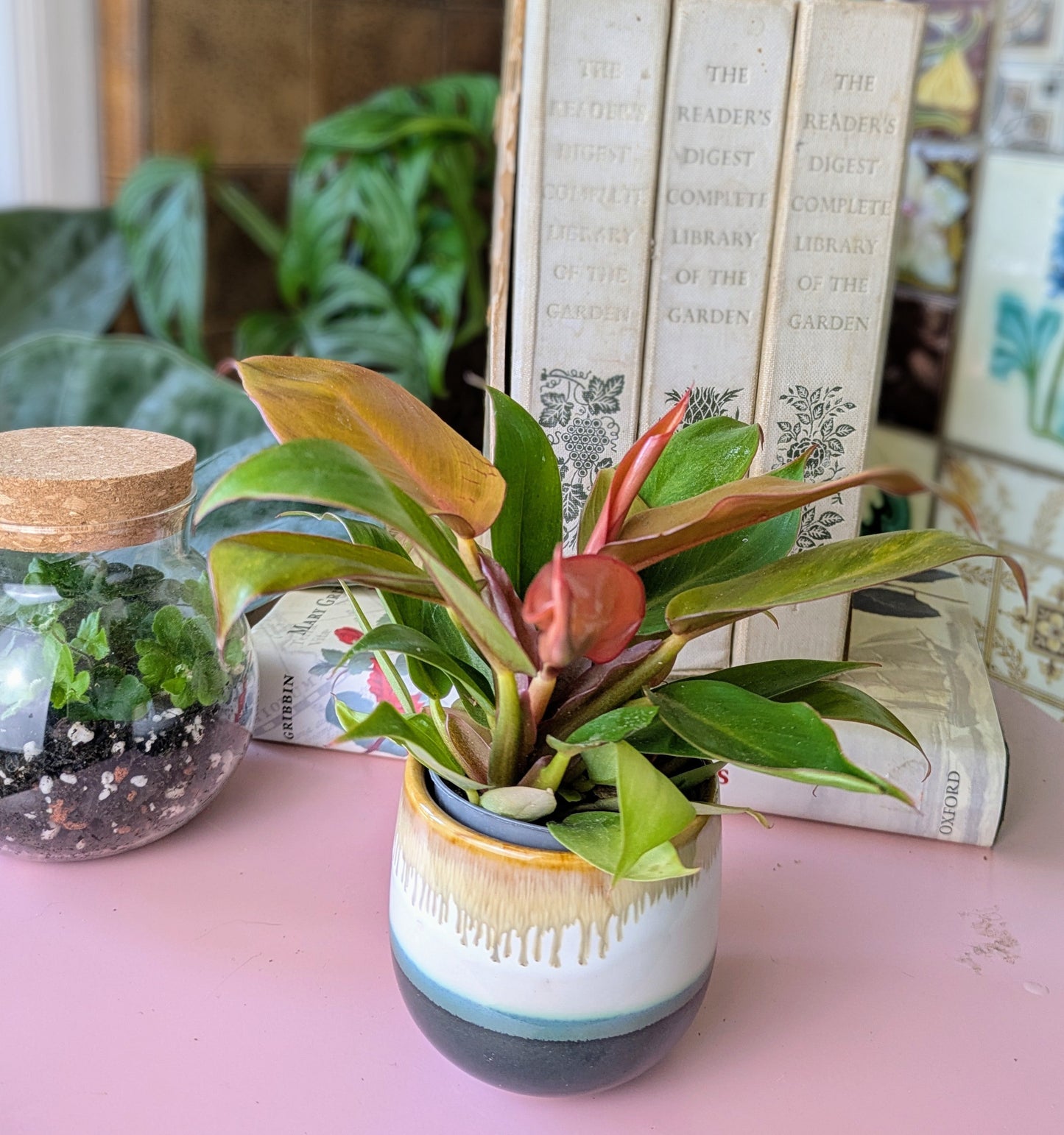 Philodendron  'Cherry Red' in 6 cm pot