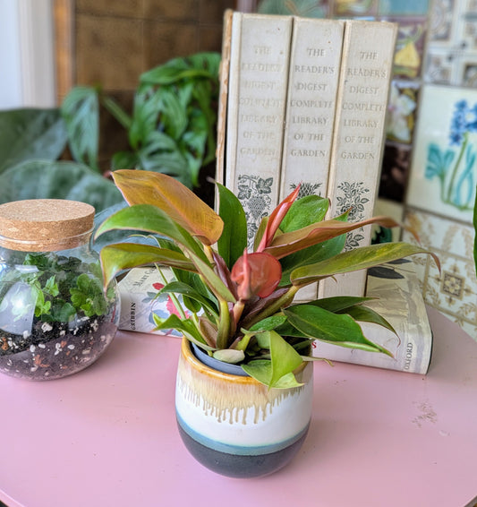 a baby plant with orange, red and green leaves in a ceramic pot with books in the background and a glass terrarium to the side