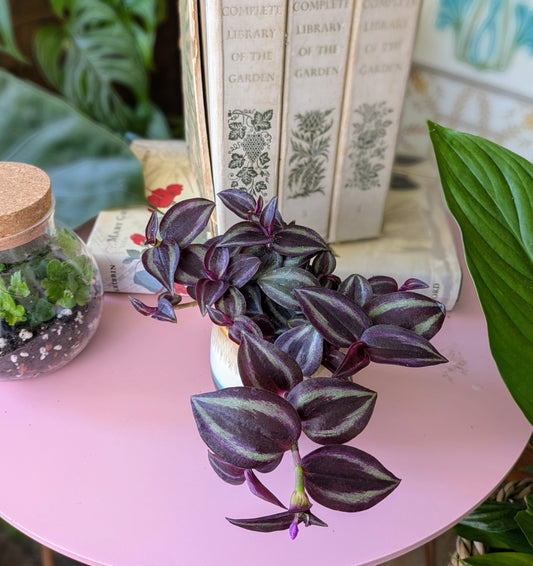red and silver leafed plant on a pink table with display books at the back and glass terrarium at the side