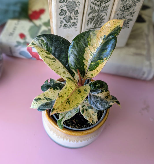 yellow and green leaved baby plant in ceramic pot sitting on pink table with decorative books as a background