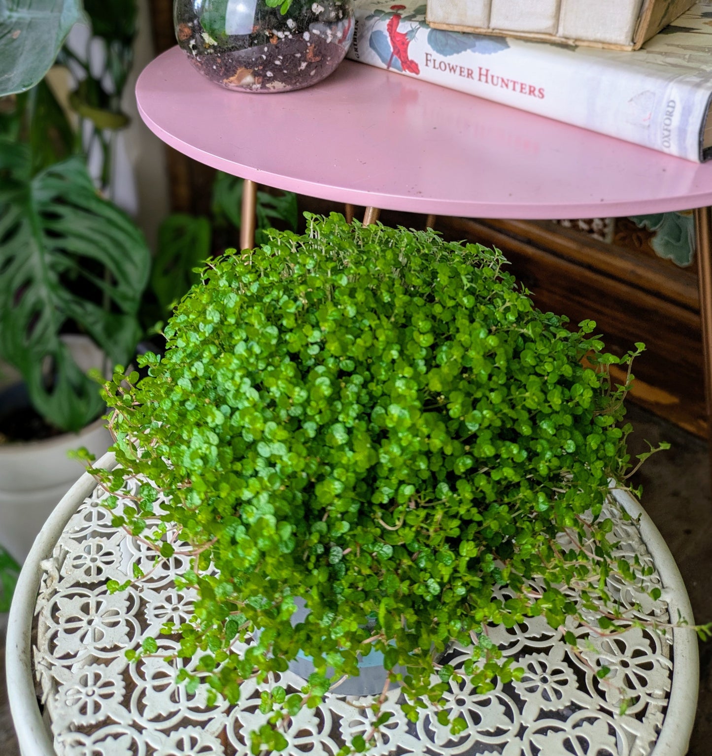 tiny green leaves making up a large green plant on a white ornamental table with books in background