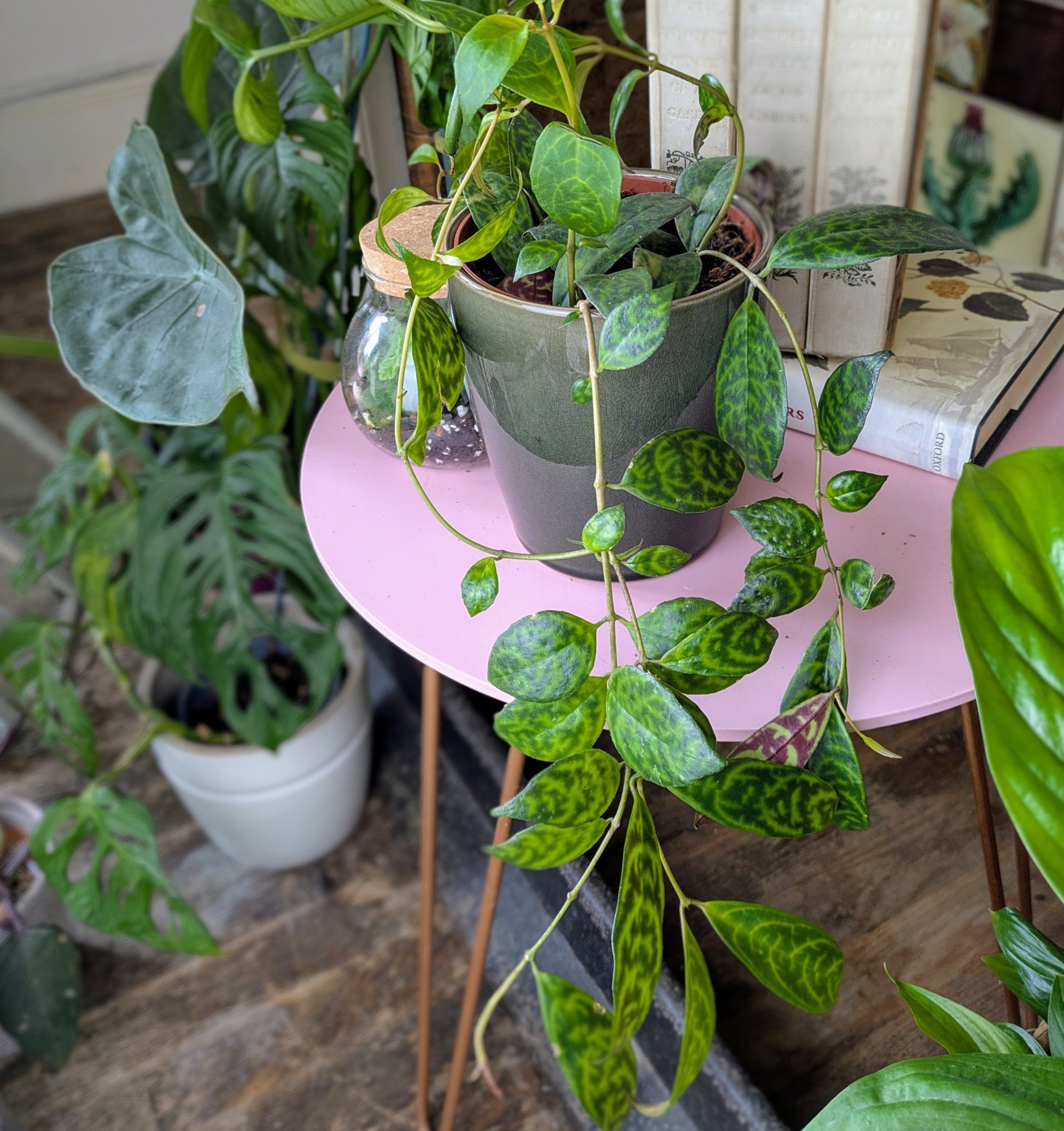 a houseplant with long trailing stems and mottled red and green leaves