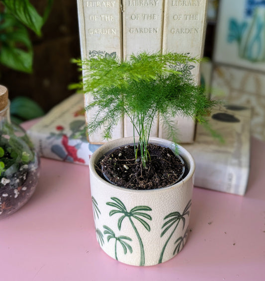 houseplant with feathery leaves in a cream ceramic pot with palm trees on