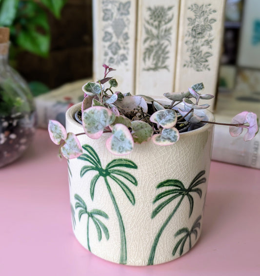 A trailing houseplant with heart shaped leaves pink and green in colour