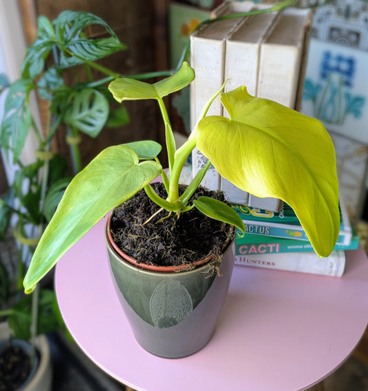 houseplant with yellow and green leaves in a dark green ceramic plants, books in the background