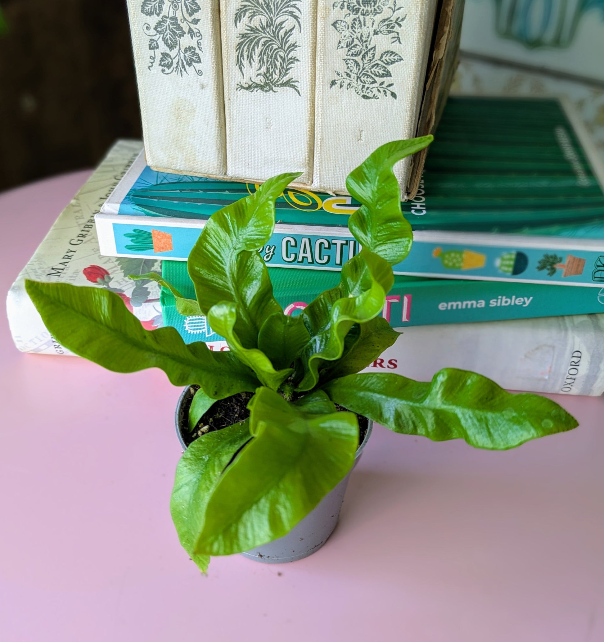 A plant with long narrow green crinkled leaves 