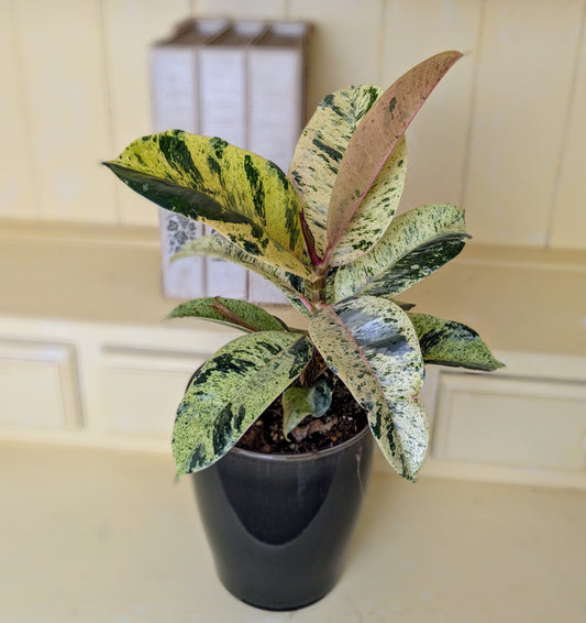 houseplant with yellow white and green leaves in a green ceramic pot. books blurred in background