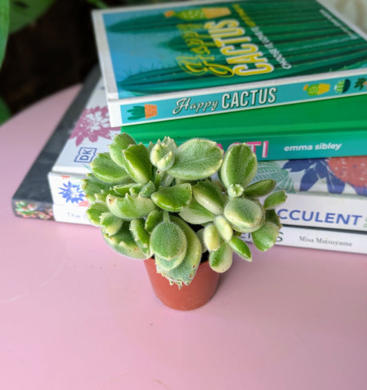 a succulent plant with plump oval variegated leaves with a stack of books as a backdrop