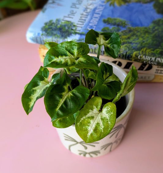 Baby houseplant with green and white arrow head shaped leaves