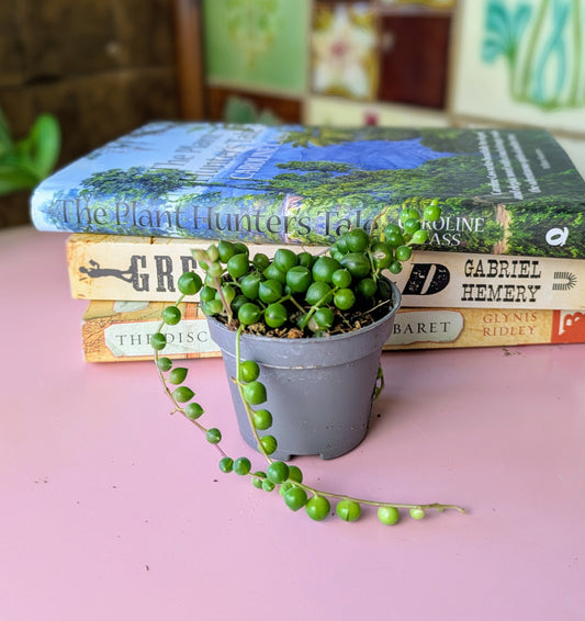 trailing houseplant with pea like trailing stems