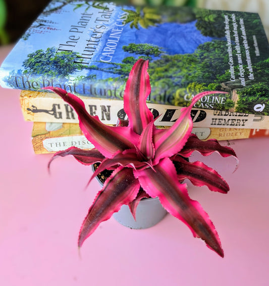 houseplant with dark pink and brown striped leaves sitting in front of a pile of books
