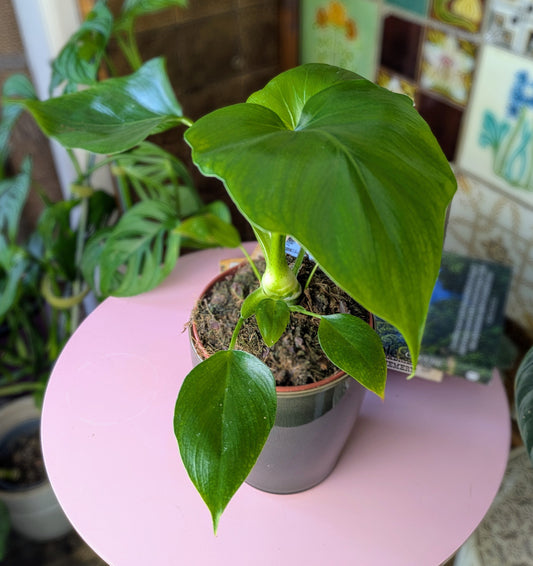 large heart shaped leaf of a houseplant in a dark green pot sitting on a small pink table