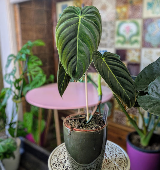Houseplant with heart shaped elongated leaves in a green ceramic pot 
