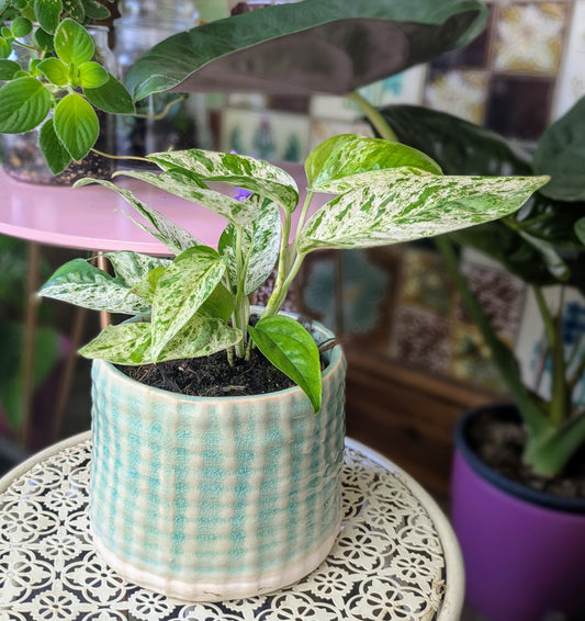 Epipremnum pinnatum 'Marble Variegata' in 12 cm pot