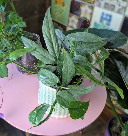 houseplant with long blue leaves with holes in on a pink table