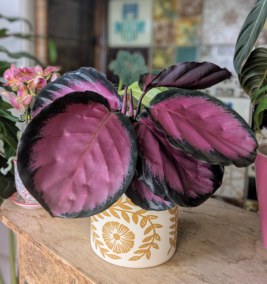 large pink leaves with black margins in a yellow floral pot