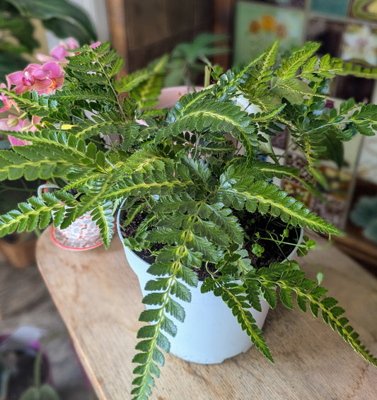 Arachnoides aristata 'Variegata' in 12 cm pot