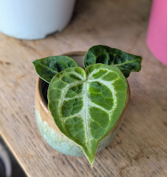 green heart shaped leaf with distinct silver veining