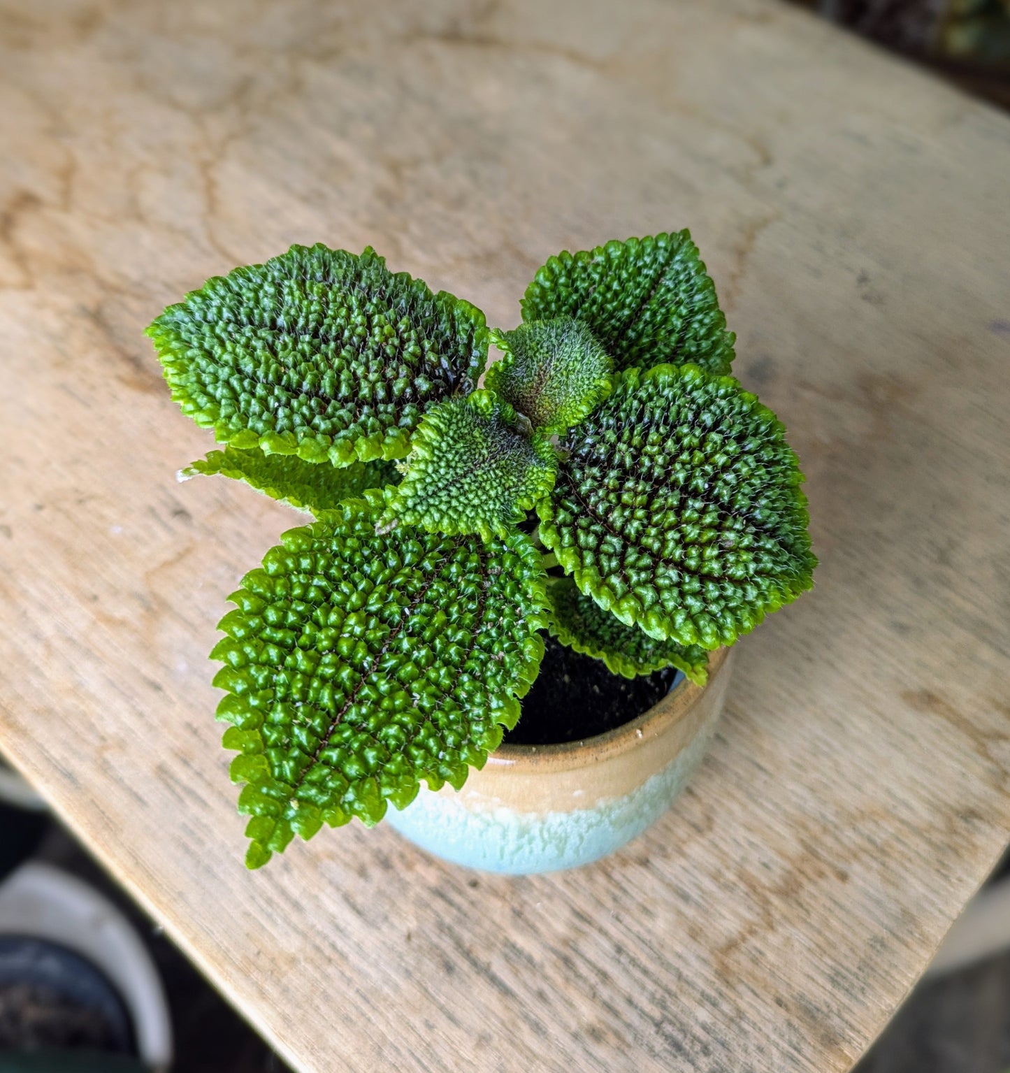 Pilea 'Moon Valley' in 6 cm pot