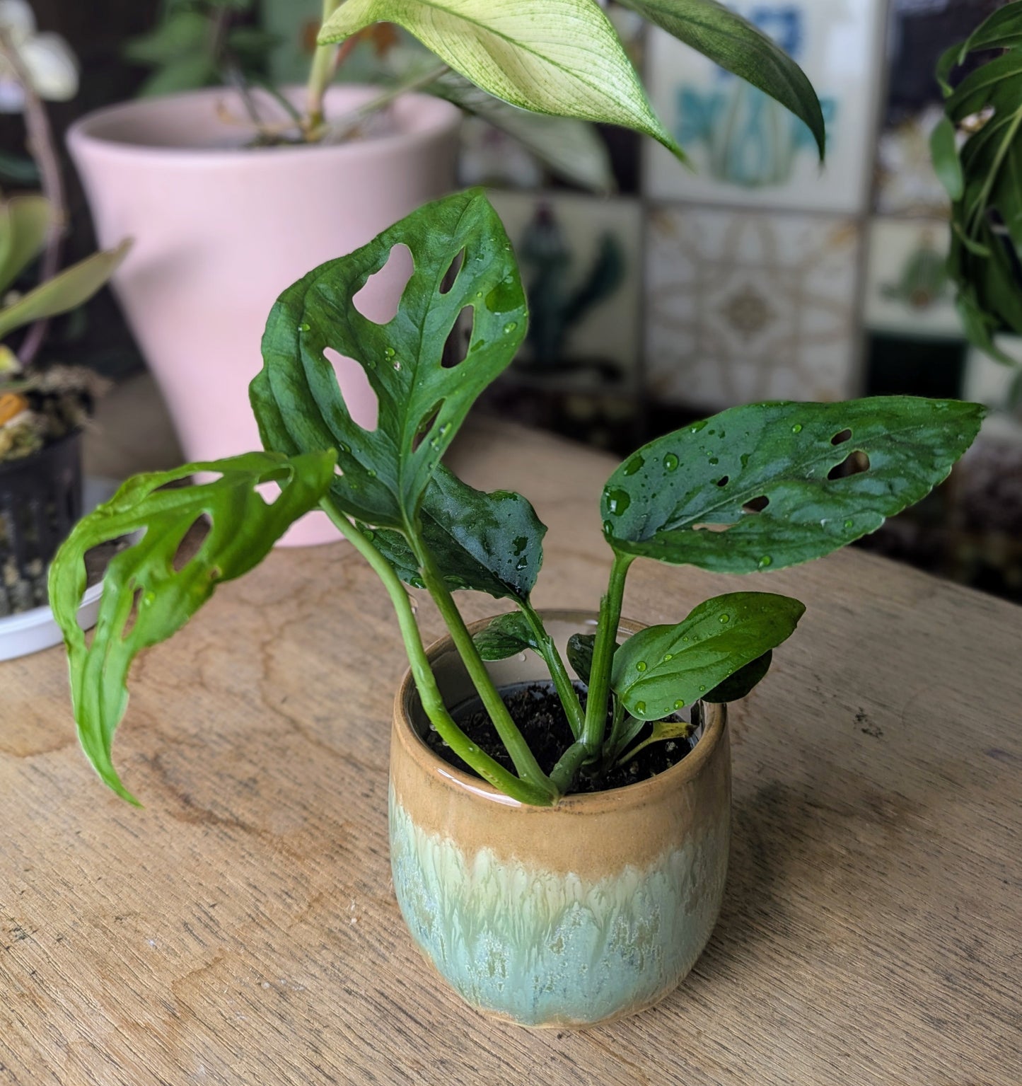 Monstera obliqua 'Monkey Leaf' mini in 5 cm pot