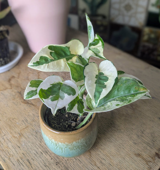 Epipremnum 'n' joy in 5 cm pot