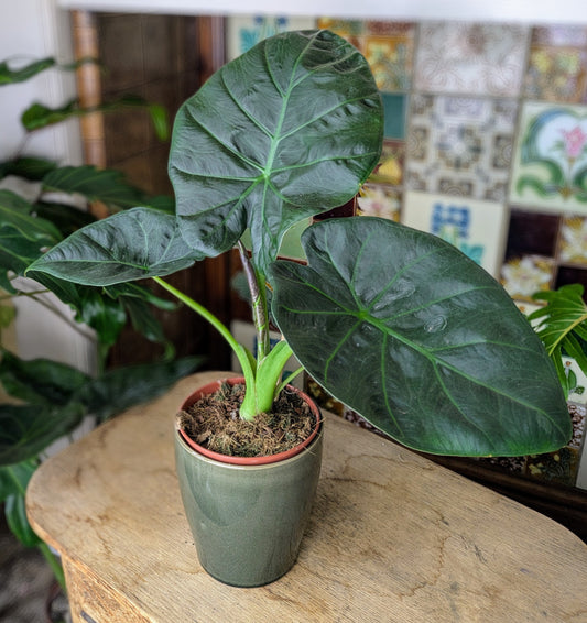 a large houseplant with large green leaves in a ceramic pot and tiled fireplace backdrop