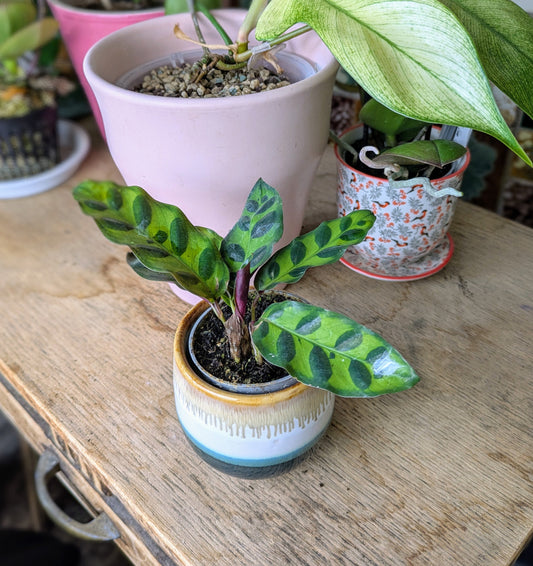 Calathea 'Lancifolia' in 6 cm pot