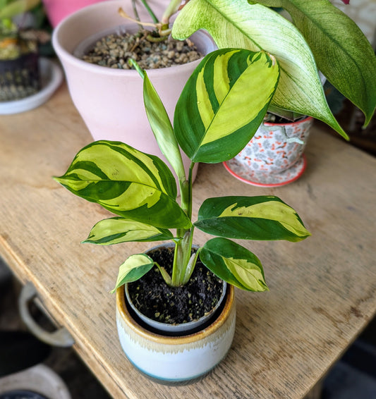 Baby houseplant with yellow and green chevron effect leaves 
