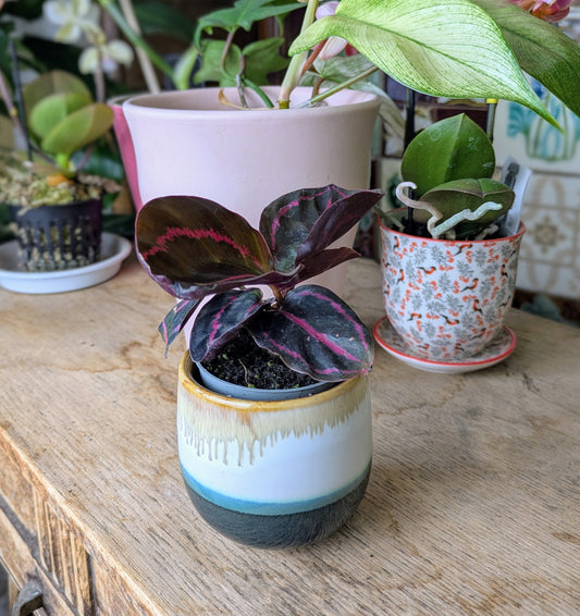Baby Houseplant with dark oval leaves and a pink pin stripe margin