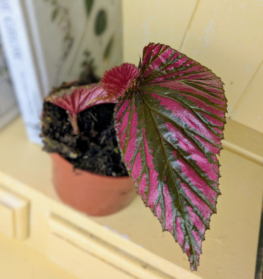 unusual houseplant with pink and black serrated edged leaves