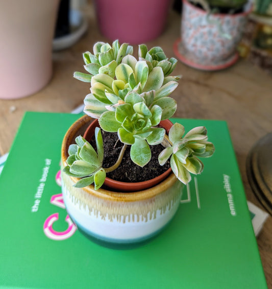 small leaved plant in a ceramic pot.  Leaves are yellow and green variegated forming small rossettes