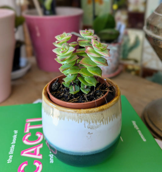Crassula perforata 'Variegata' in 5 cm pot