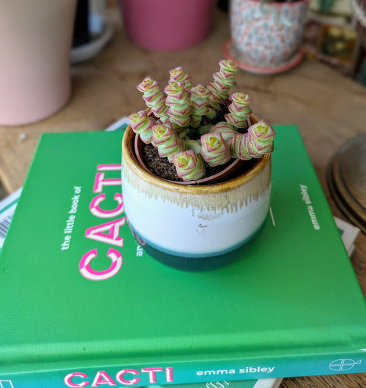 quirky houseplant with stacked leaf formation in a ceramic pot 